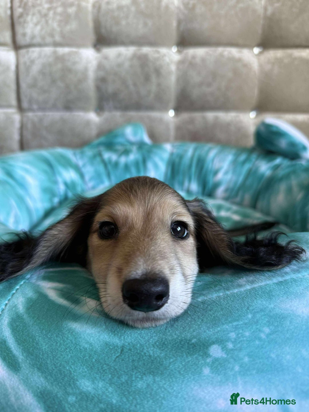 Dachshund dogs for sale: Miniature dachshund puppies  - Image 10