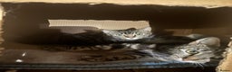 Mixed Breed cats for sale: 2 beautiful tabby x kittens for sale  - Advert 8