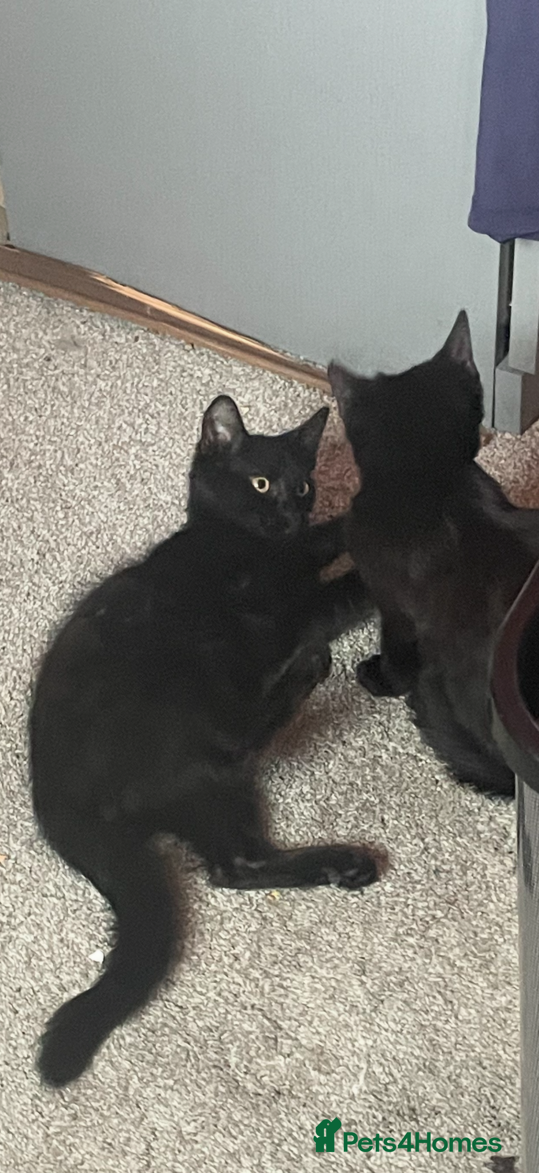 Mixed Breed cats for sale: Two kittens for rehoming - Image 1