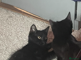 Mixed Breed cats Two kittens for rehoming - Advert 19