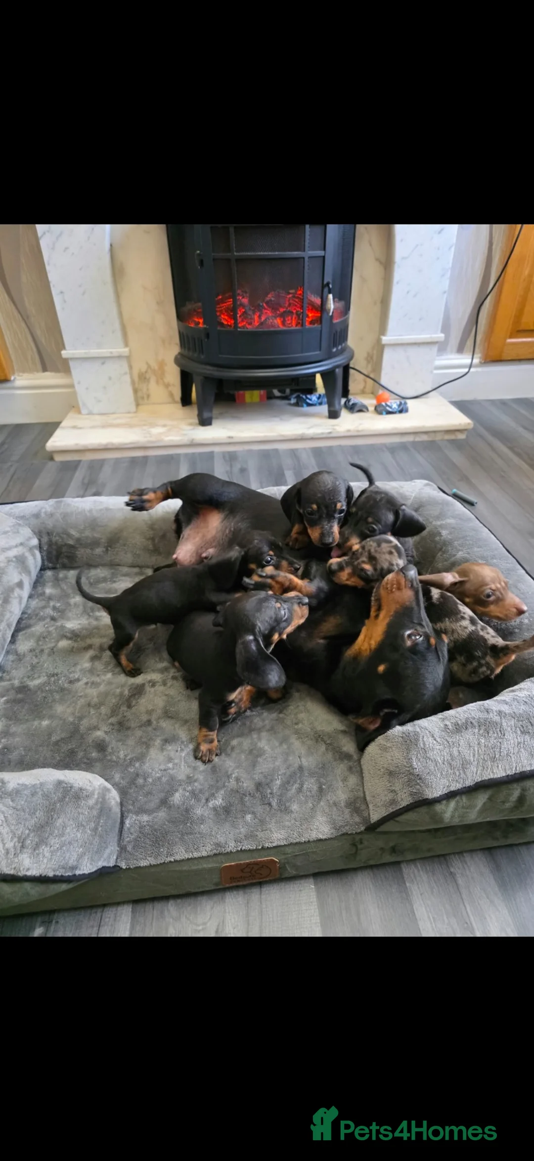 Dachshund dogs for sale: Miniature Dachshund  - Advert 13