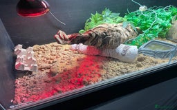 Leopard Gecko reptiles for sale: Gorgeous Leopard Gecko with complete setup  - Image 4