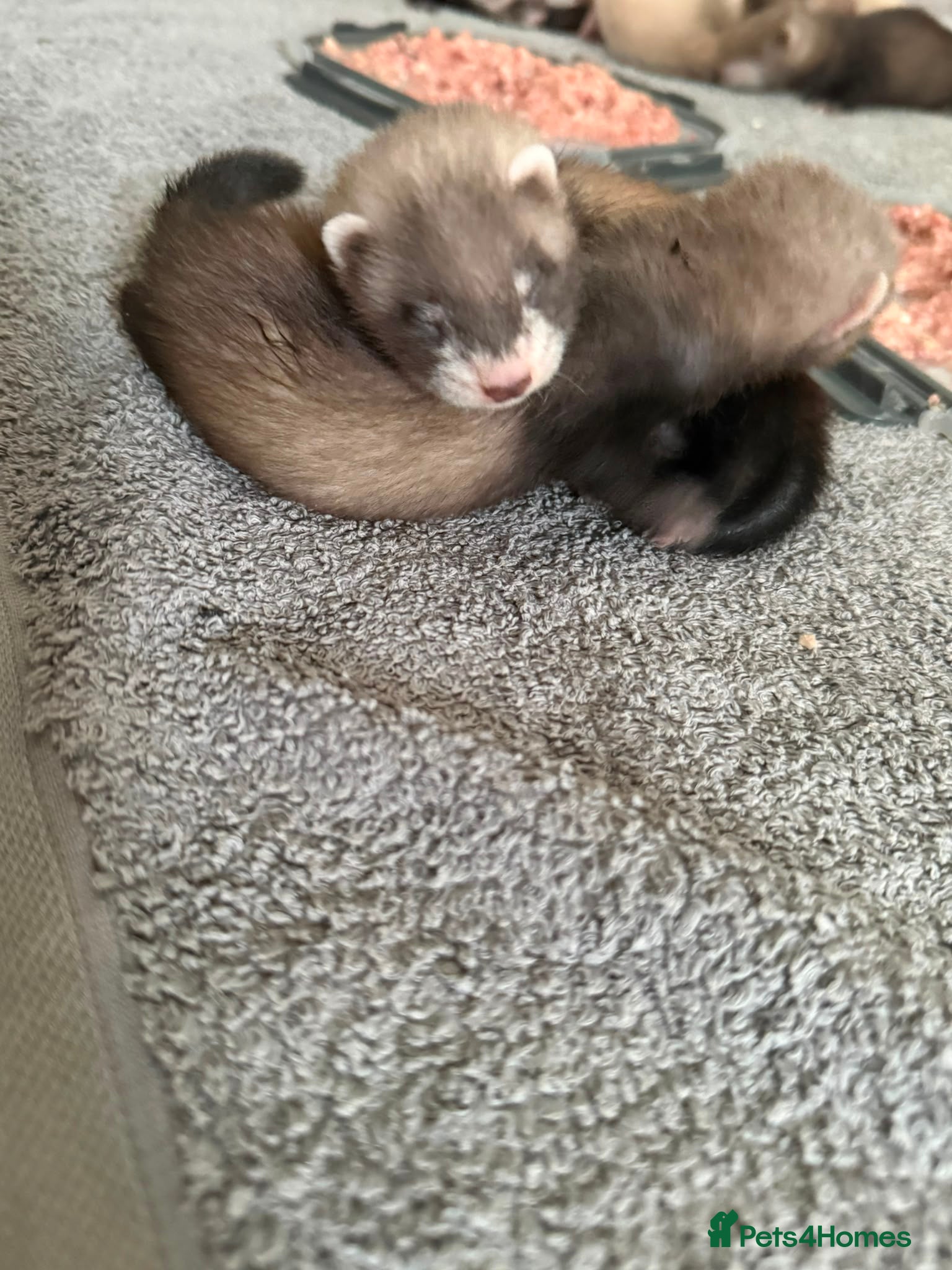 Ferret rodents for sale: Ferret kits ready in 2-3 weeks - Advert 3