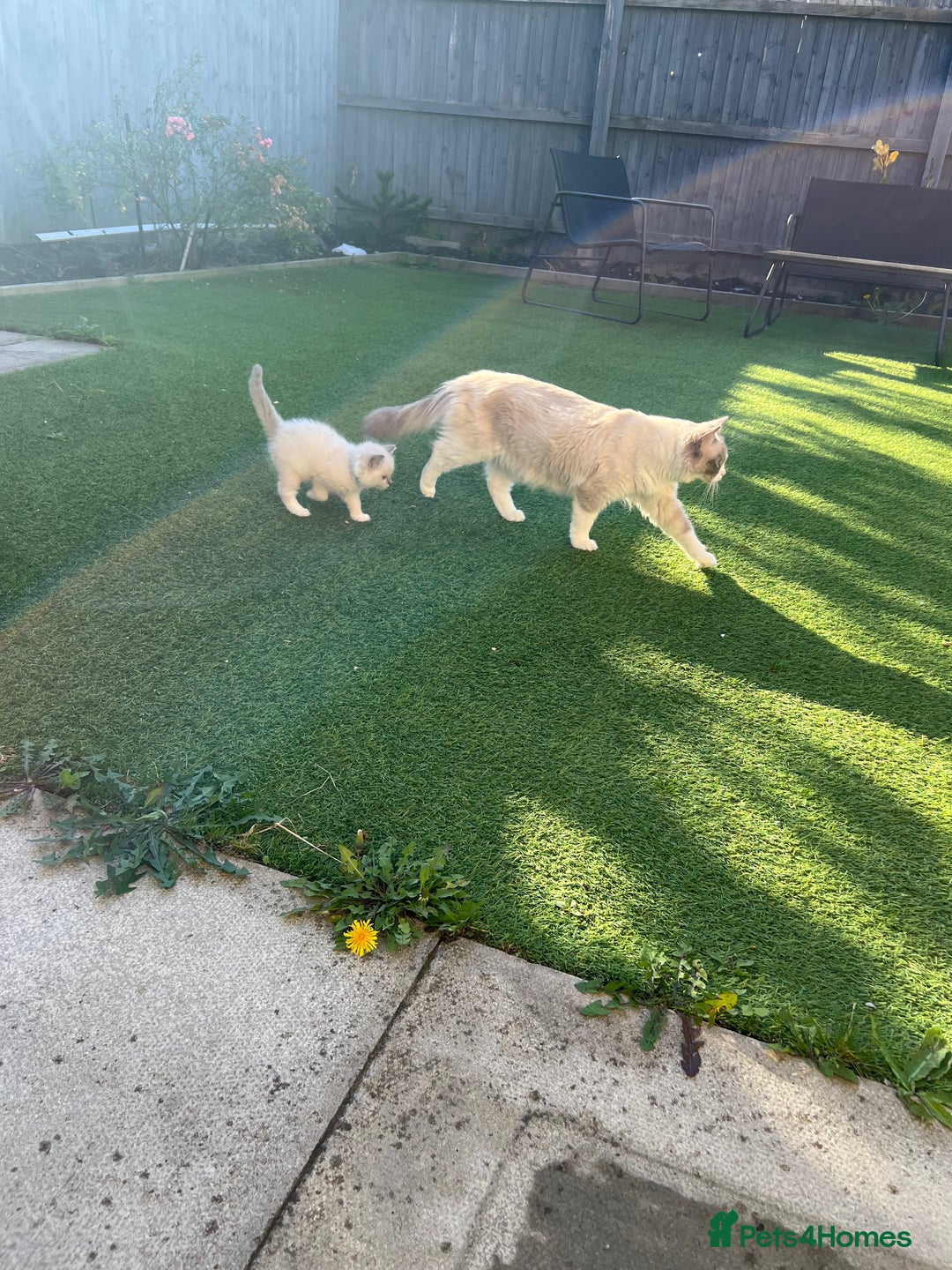 Ragdoll cats for sale: 3 Pure Ragdoll kittens and their mum  - Image 15