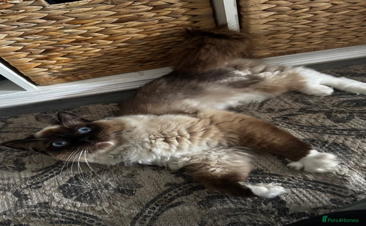 Ragdoll cats - Advert 1