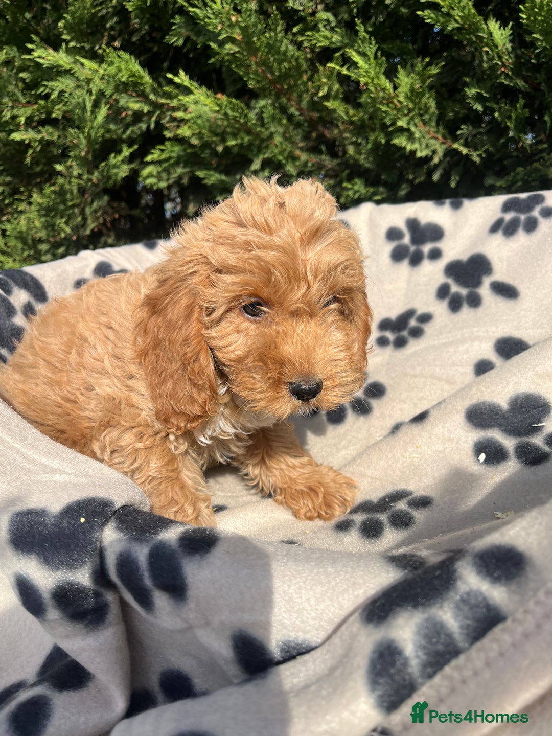 Cockapoo dogs for sale: 5 lovely f1 cockapoos  - Image 10