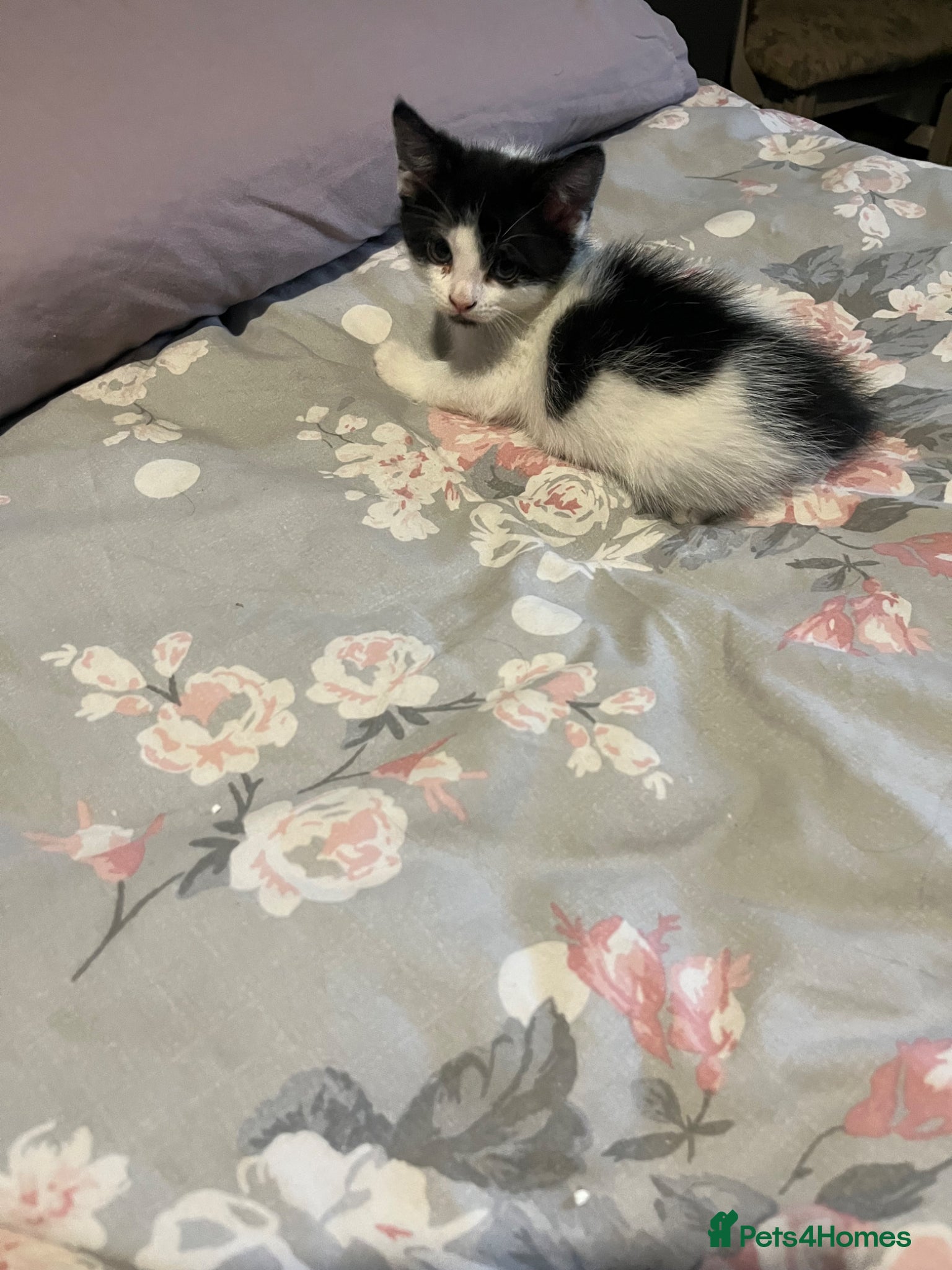 Mixed Breed cats Tilly’s babies - Advert 2