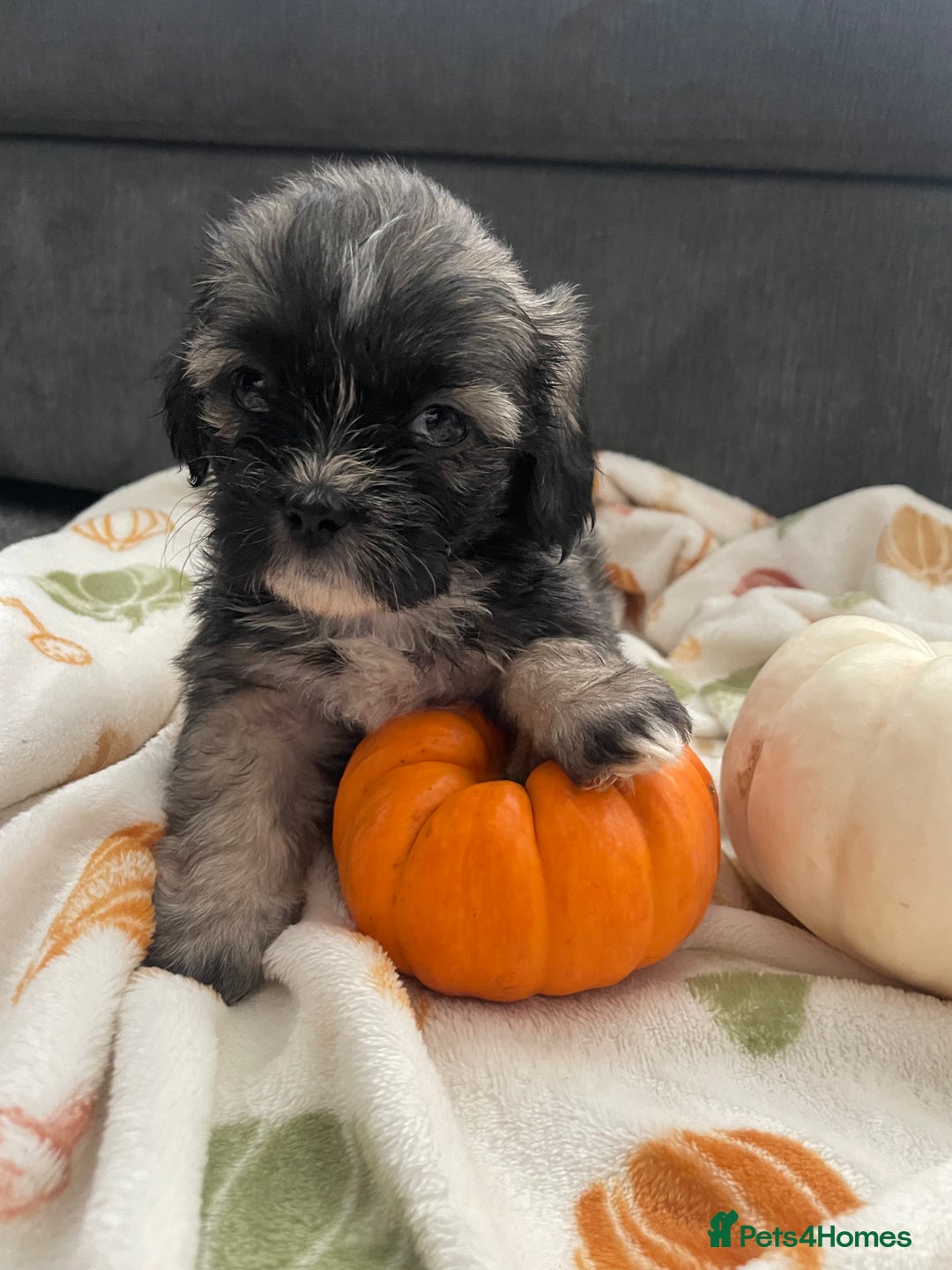 Mixed Breed dogs for sale: Maltese cross La Chon puppies  - Image 28