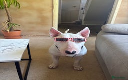 English Bull Terrier dogs for sale: Quality English bull terrier .  - Image 1