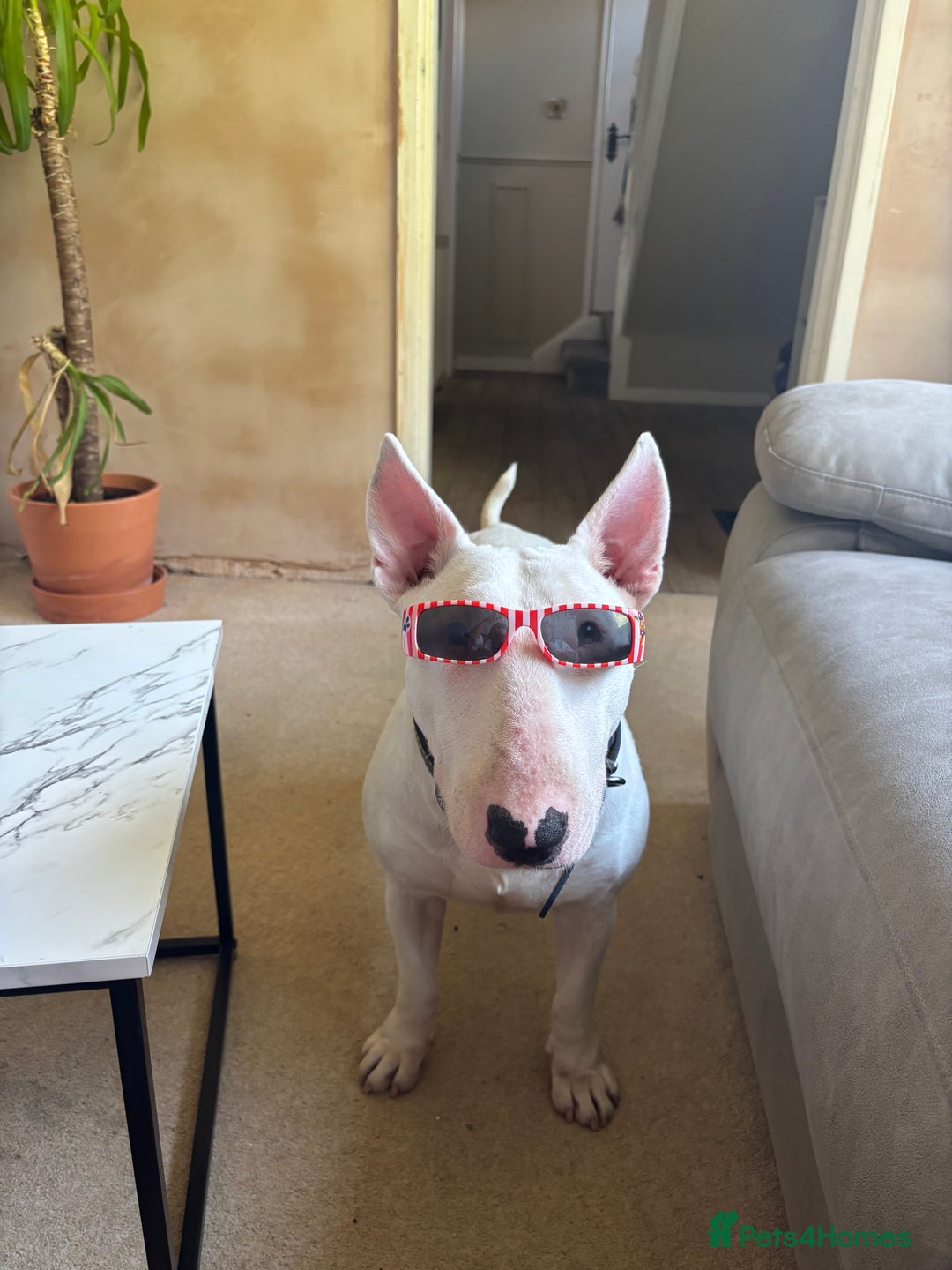 English Bull Terrier dogs for sale: Quality English bull terrier .  - Image 1