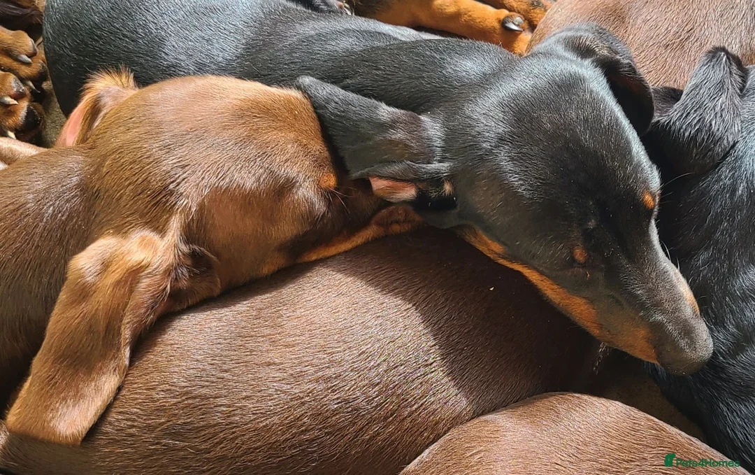 Dachshund dogs for sale: Gorgeous Dachshunds - Advert 6