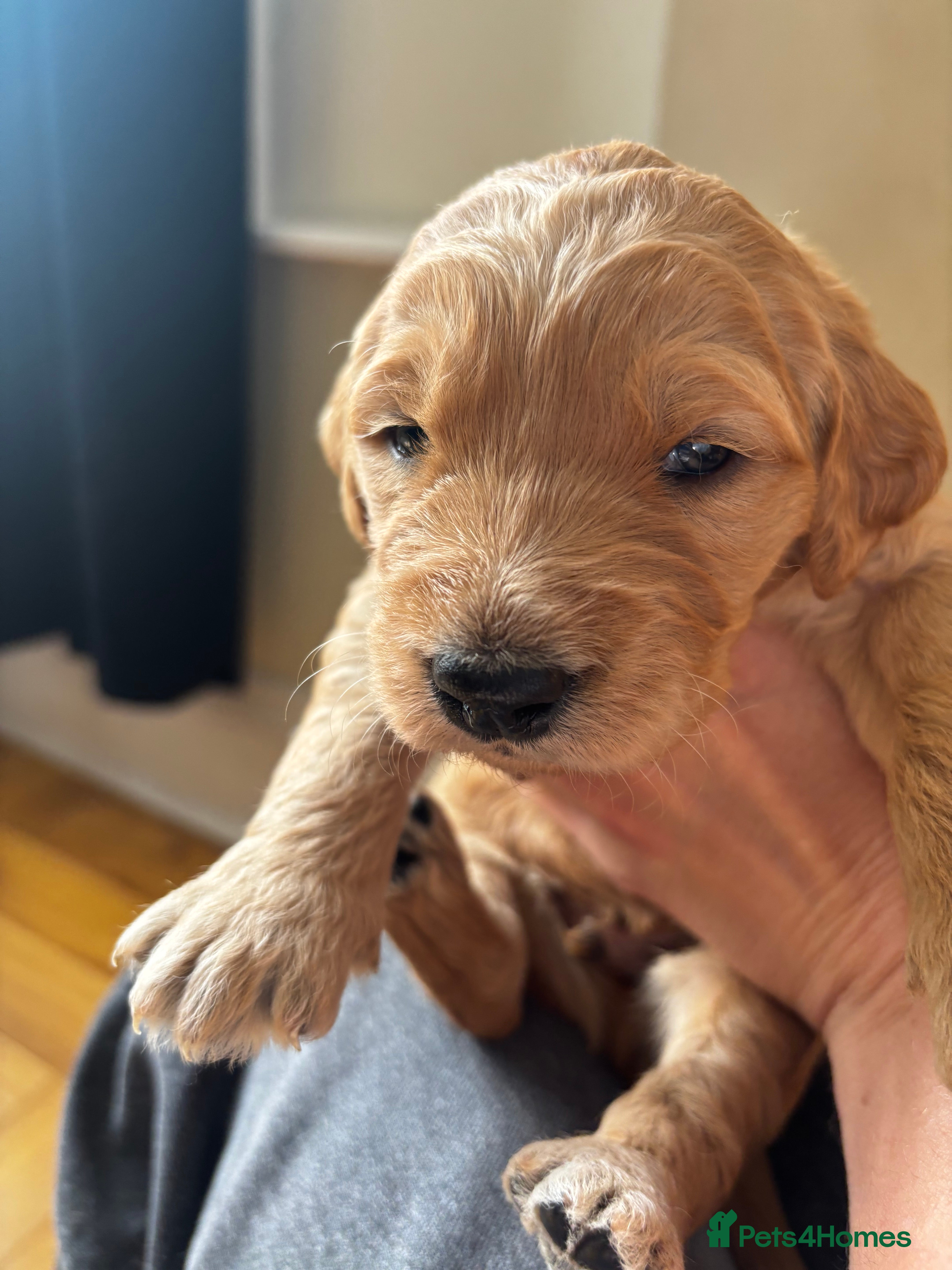 Double Doodle dogs for sale: Beautiful double/golden doodles from family pet - Advert 35