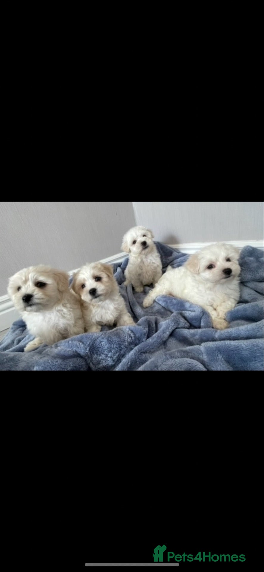 Maltipoo dogs 🐾Maltipoo puppy’s 🐾  - Advert 1