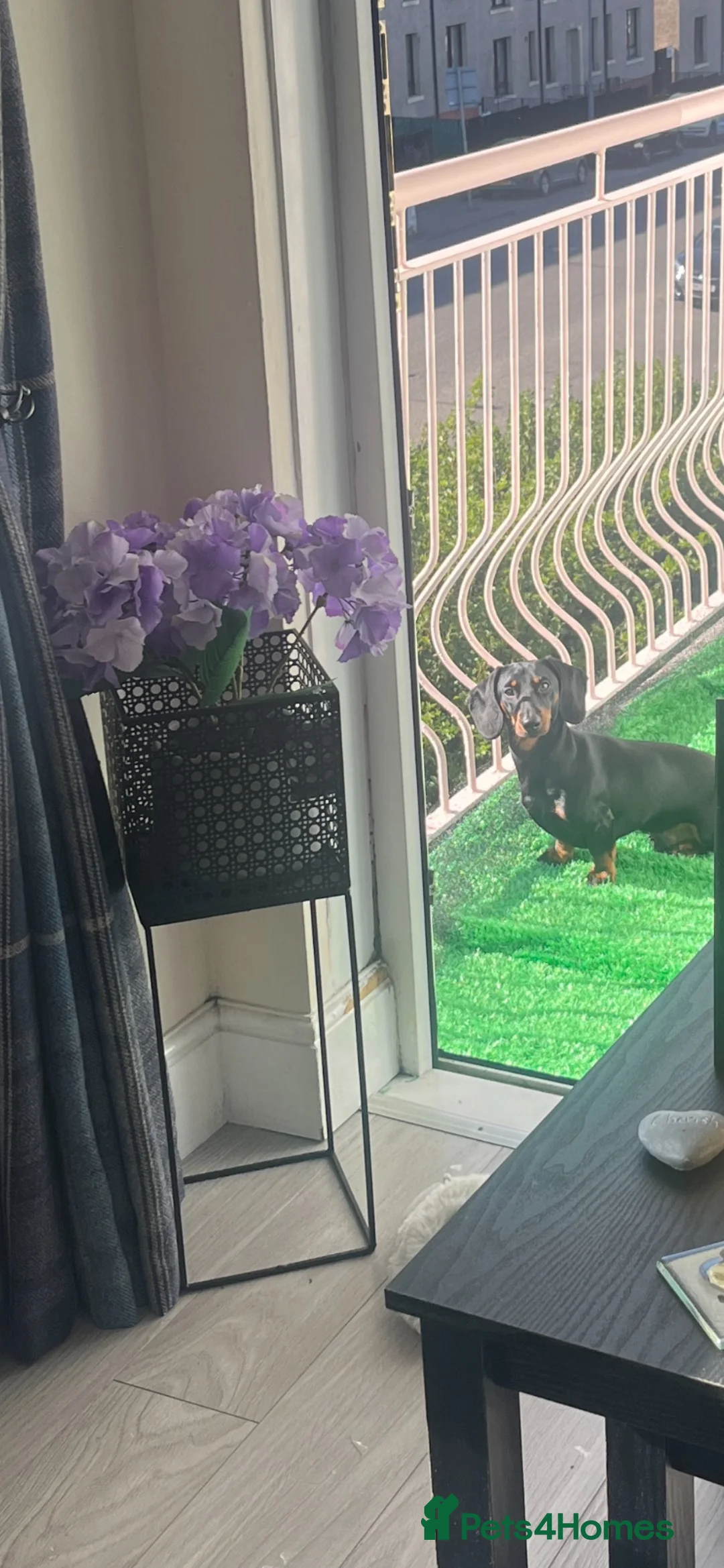 Dachshund dogs for stud: Dexter  - Advert 2