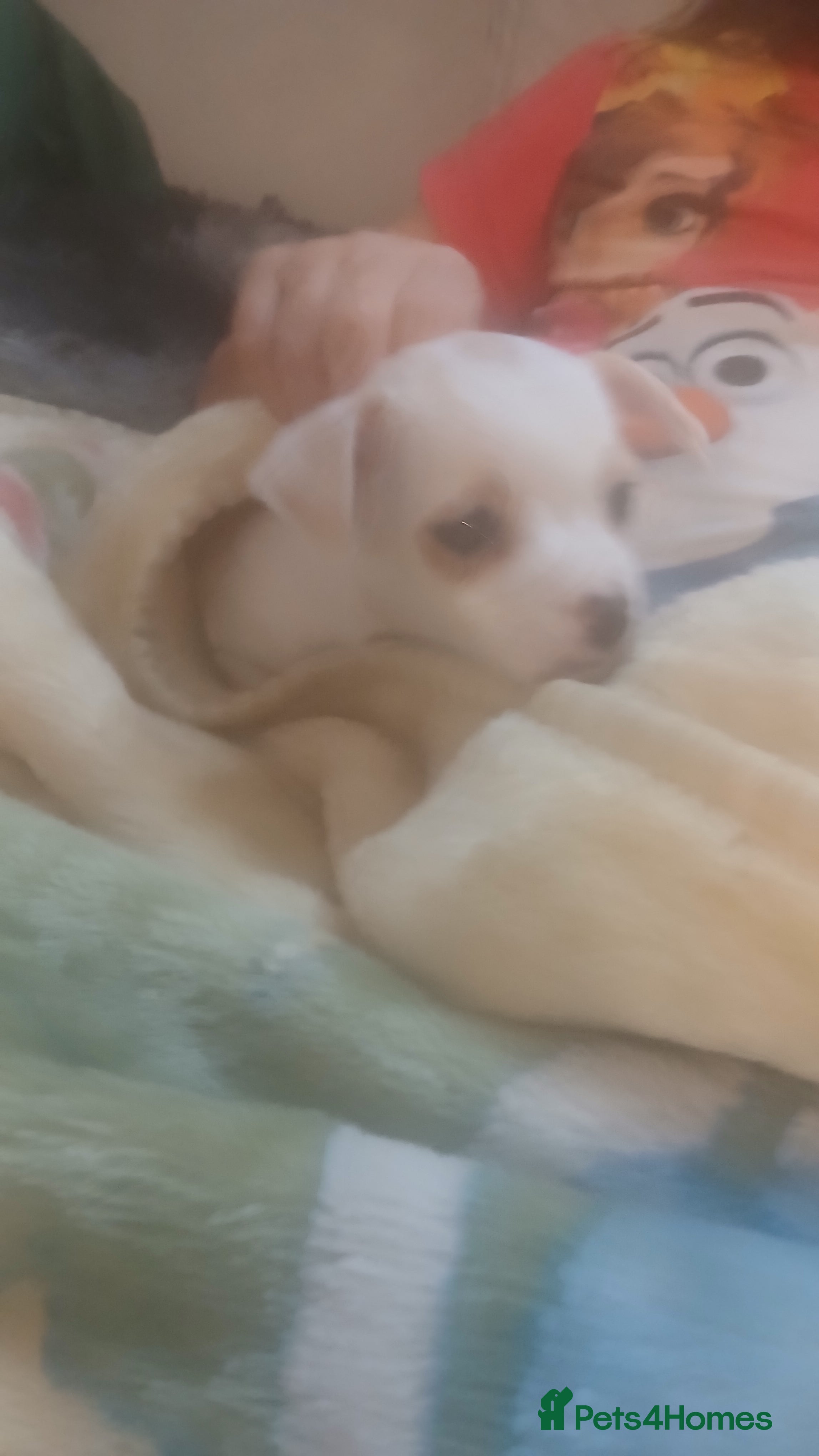 Chihuahua dogs Beautiful tiny little girl - Advert 12