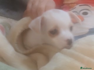 Chihuahua dogs Beautiful tiny little girl - Advert 12