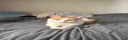 Mixed Breed cats for sale: Pops for a new loving home  in Winsford - Advert 1