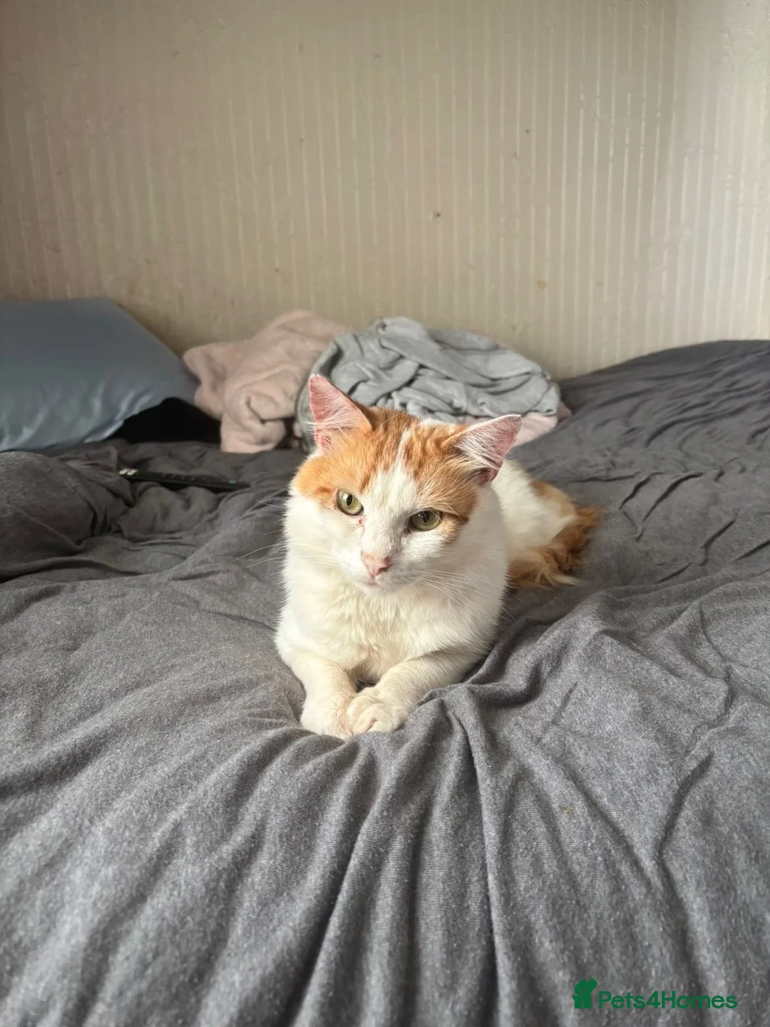 Mixed Breed cats for sale: Pops for a new loving home  in Winsford - Advert 1