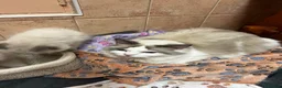 Ragdoll cats for sale: GCCF registered Ragdoll Kittens - Advert 2