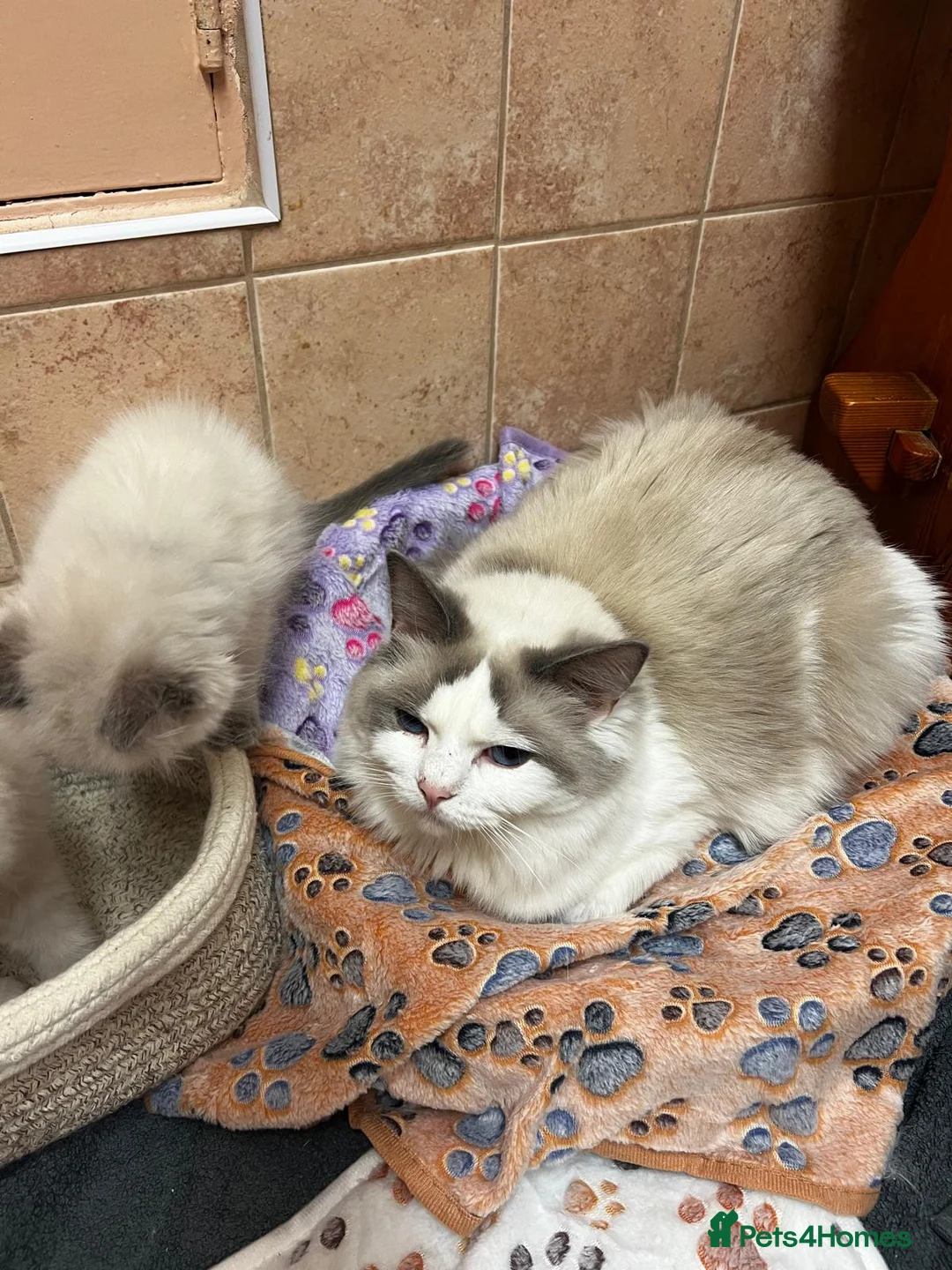 Ragdoll cats for sale: GCCF registered Ragdoll Kittens - Advert 2
