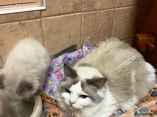 Ragdoll cats GCCF registered Ragdoll Kittens-*Ready to go* - Advert 2