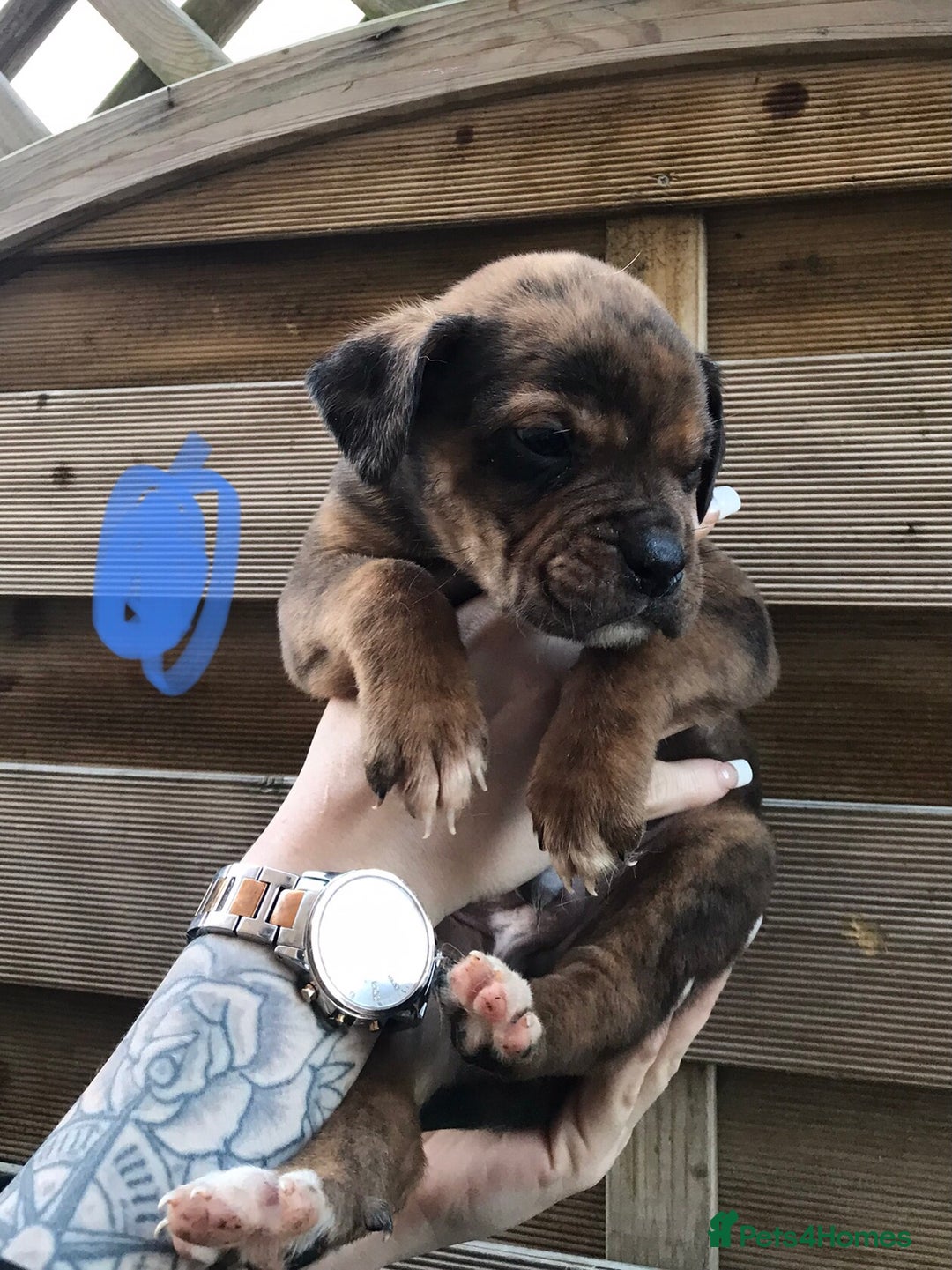 Mixed Breed dogs for sale: Bullweiller pups Merle  - Advert 23