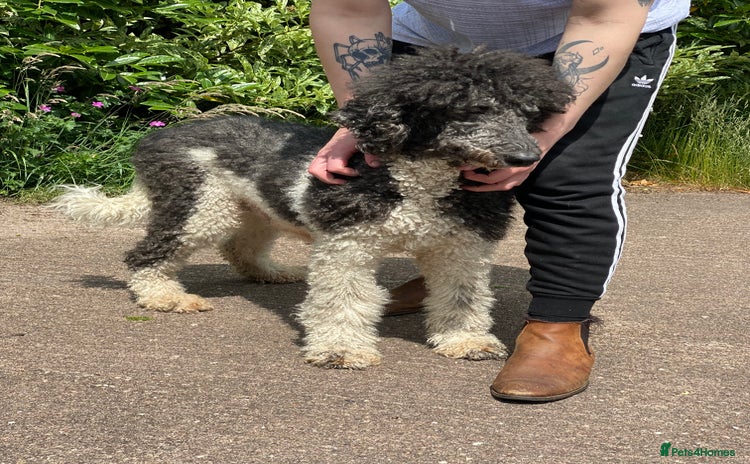 Standard Poodle dogs Two standard poodles for sale - Advert 1
