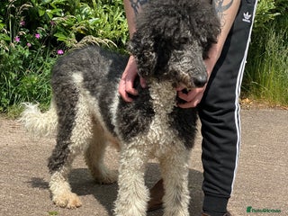 Standard Poodle dogs Two standard poodles for sale - Advert 5
