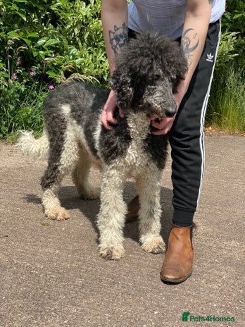 Standard Poodle dogs Two standard poodles for sale - Advert 1