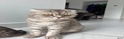 British Shorthair cats for sale: Cat ready for a new home - Advert 2