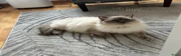 Ragdoll cats for sale: 😽Beautiful Ragdoll Kittens 😽 - Advert 2