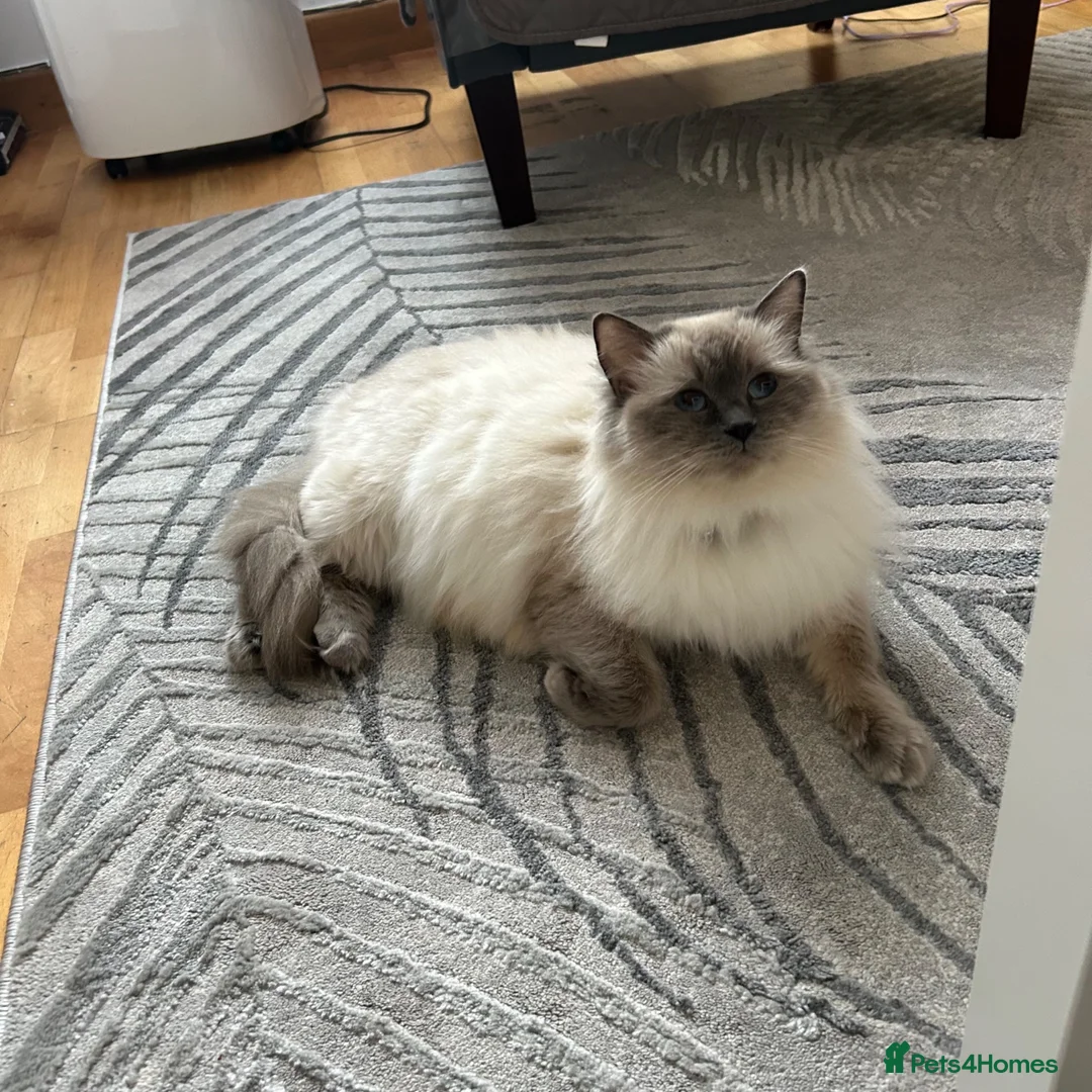 Ragdoll cats for sale: 😽Beautiful Ragdoll Kittens 😽 - Advert 2