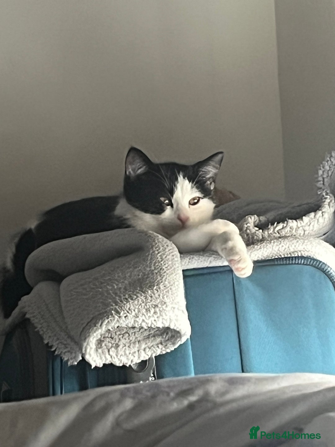 Domestic Shorthair cats for sale: Indoor Princess kitten  🐾 in Watford - Image 4