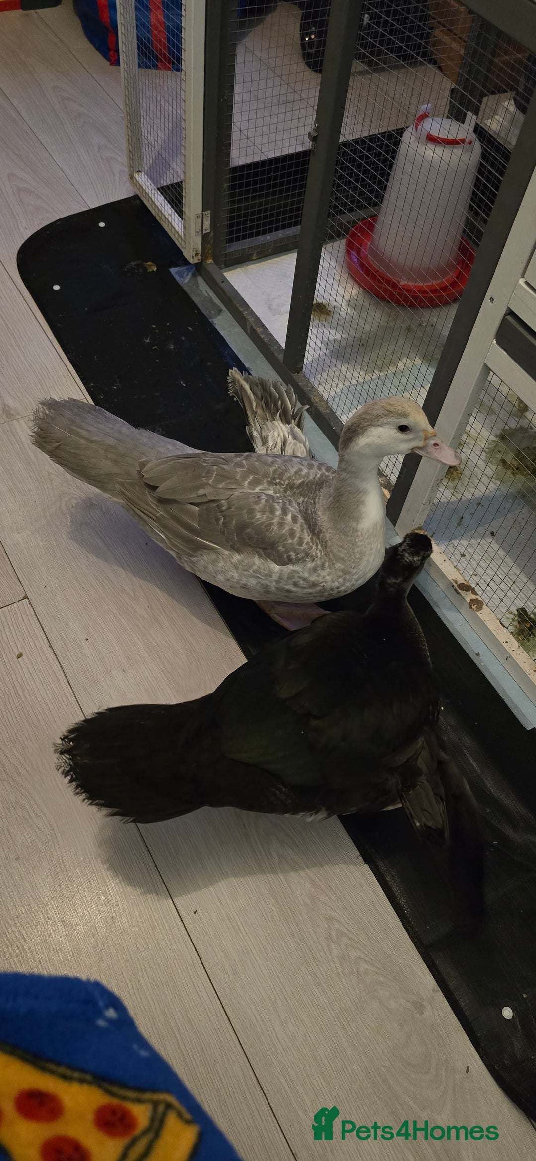 Ducks poultry for sale: 2 18 week old male muscovies open to offers! - Advert 3