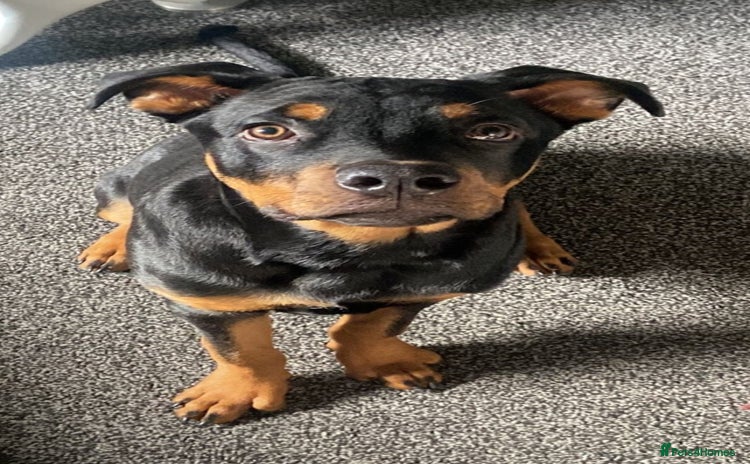 Rottweiler dogs - Advert 1