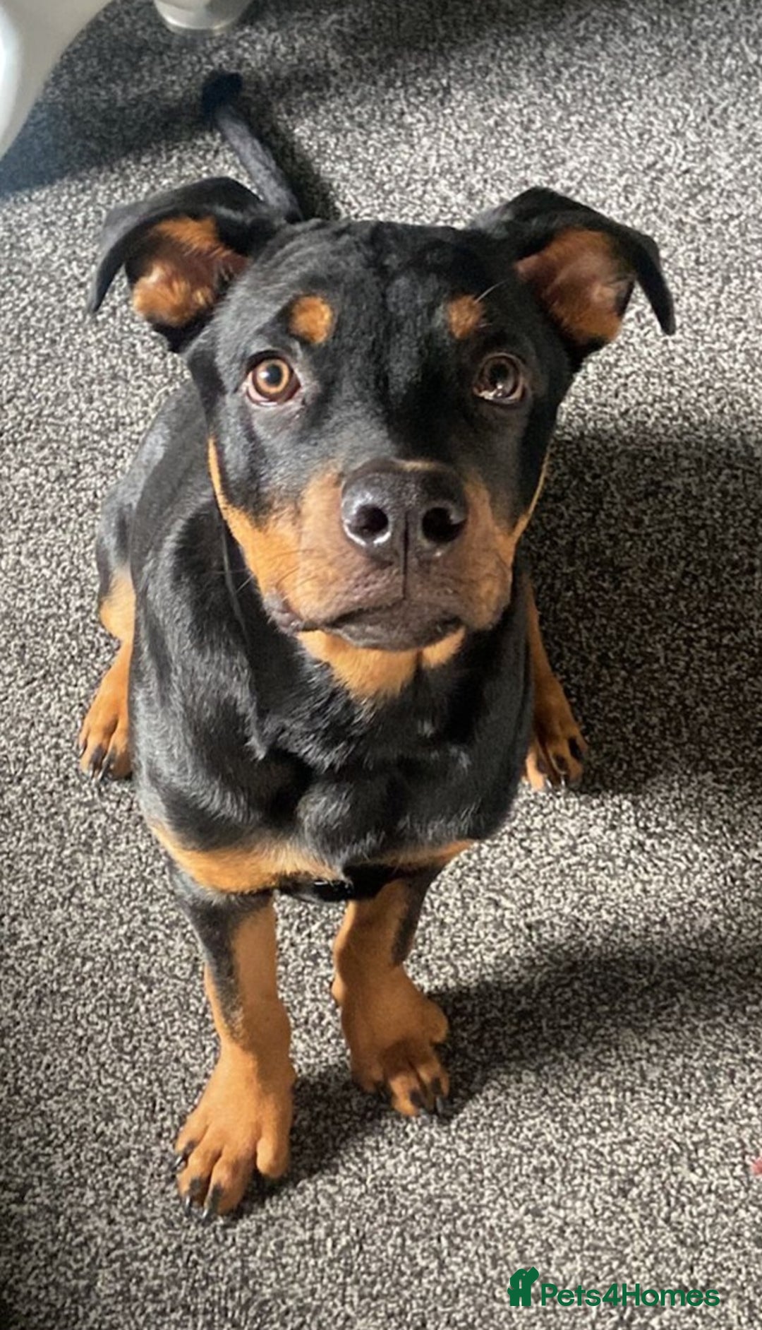 Rottweiler dogs for sale: Rottweiler - Image 1