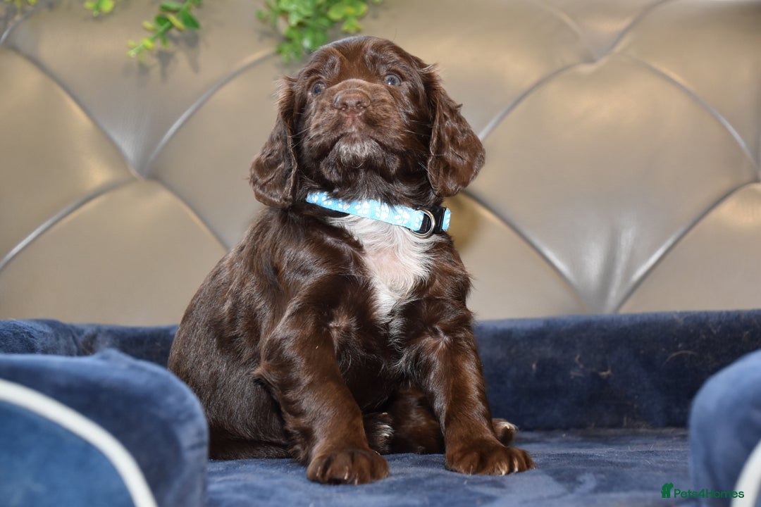 Cocker Spaniel dogs for sale: Kc Reg Health Tested Cocker Spaniel Puppies - Advert 11
