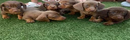 Dachshund dogs for sale: Dachshund Puppy’s  - Advert 5