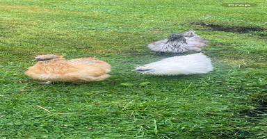 Chickens poultry - Advert 5