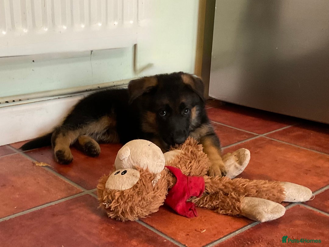 German Shepherd dogs for sale: 25 years experience  breeding German Shepherds - Image 9