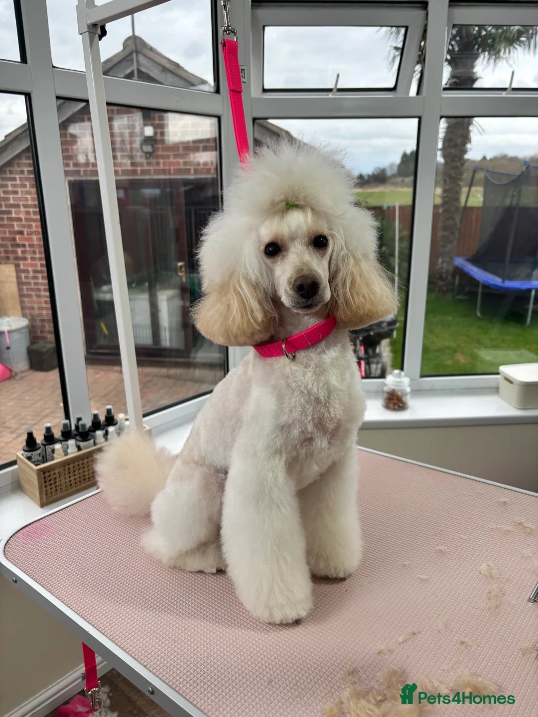 Miniature Poodle dogs for stud: Proven - KC REG MINIATURE POODLE STUD 🐩🐾 in Doncaster - Advert 15