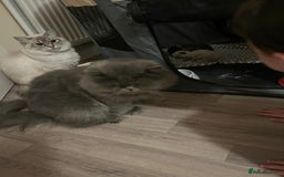 Perdoll cats for sale: Perdolls x2  - Image 10