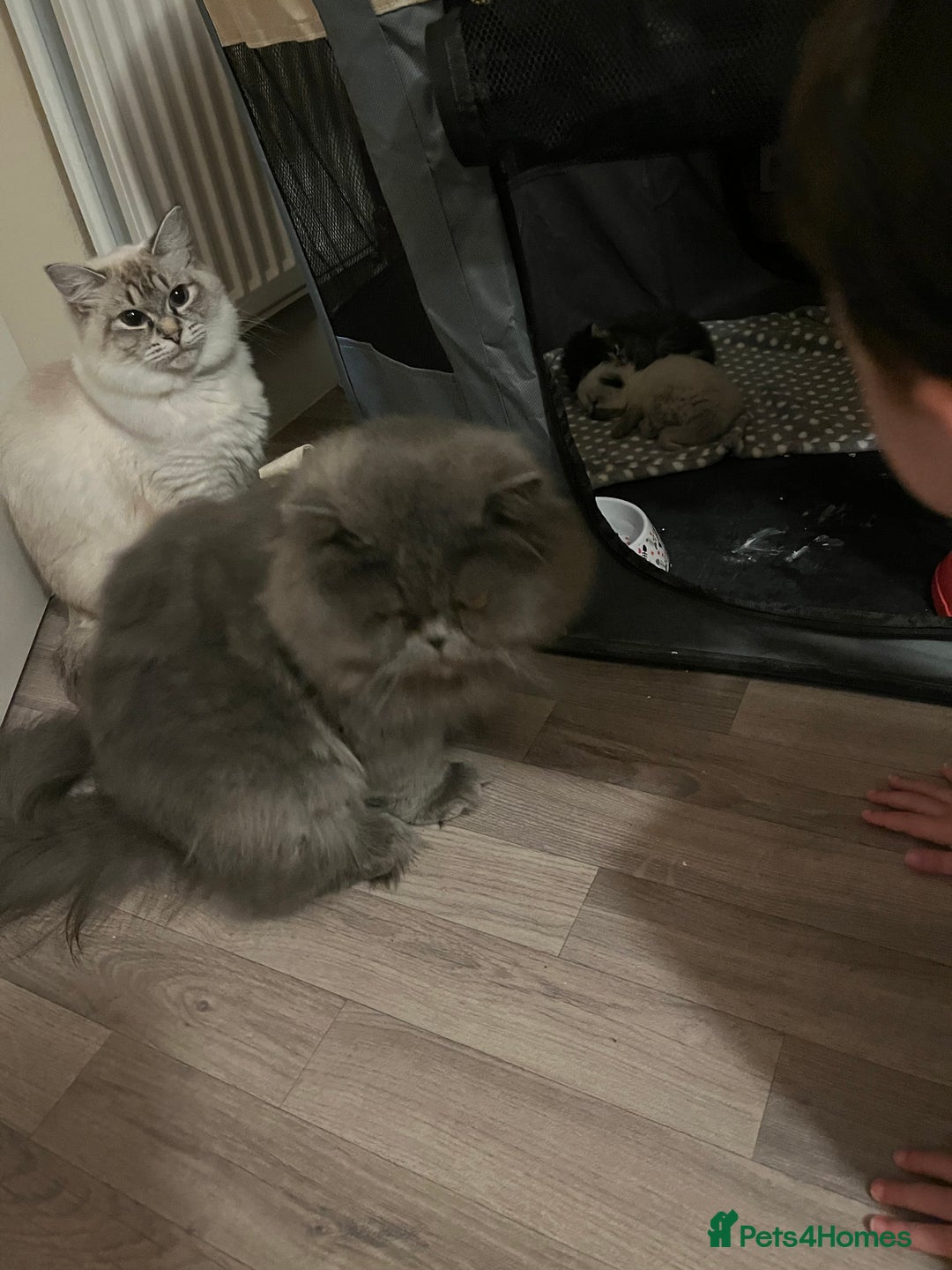 Perdoll cats for sale: Perdolls x2  - Image 10