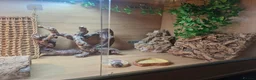 Bearded Dragon reptiles for sale: 4ft vivarium for bearded dragon or similar  in Keighley - Advert 6