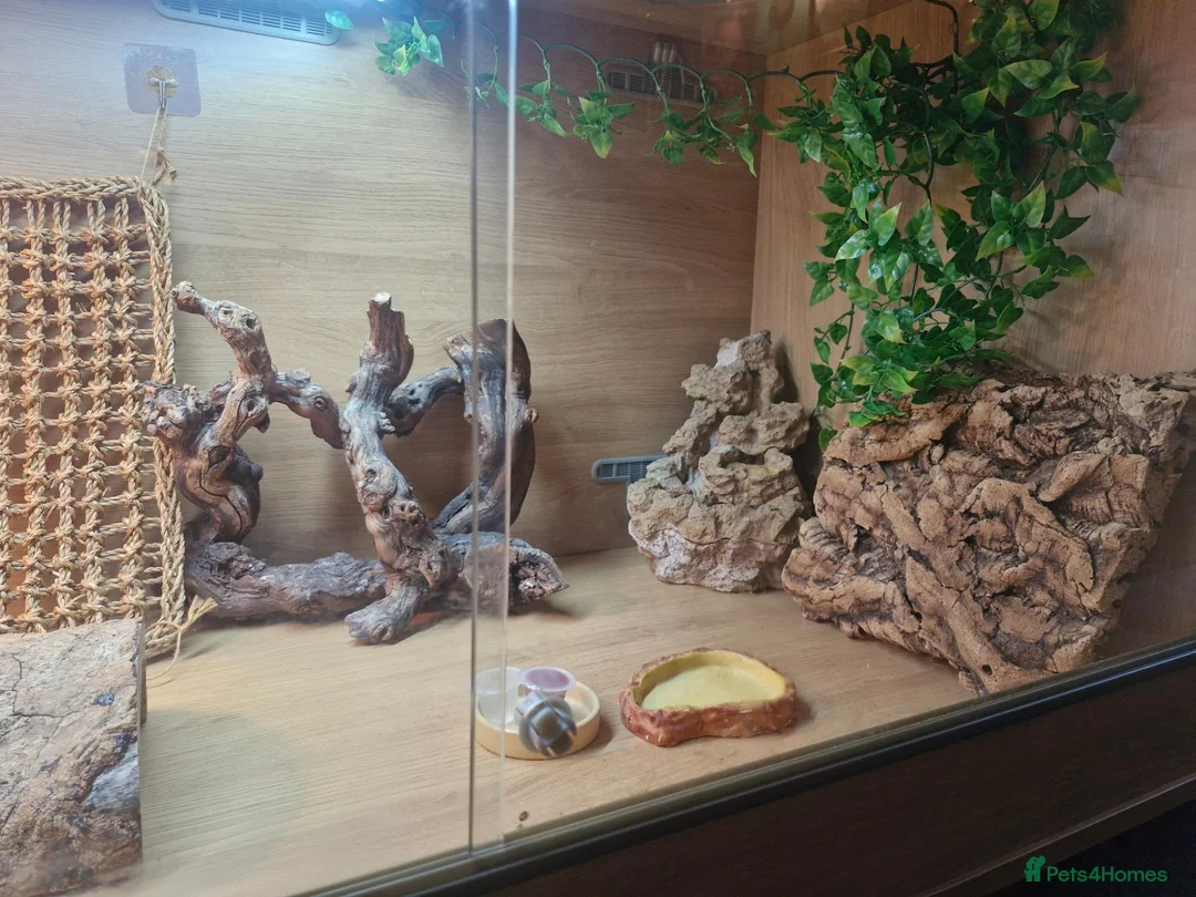 Bearded Dragon reptiles for sale: 4ft vivarium for bearded dragon or similar  in Keighley - Advert 6