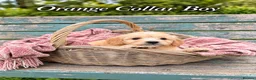 Goldendoodle dogs for sale: Miniature Golden Doodles - Merle, Red & Black  - Advert 12
