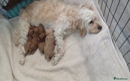 Cockapoo dogs for sale: 3 beautiful cockapoo boys - Image 21