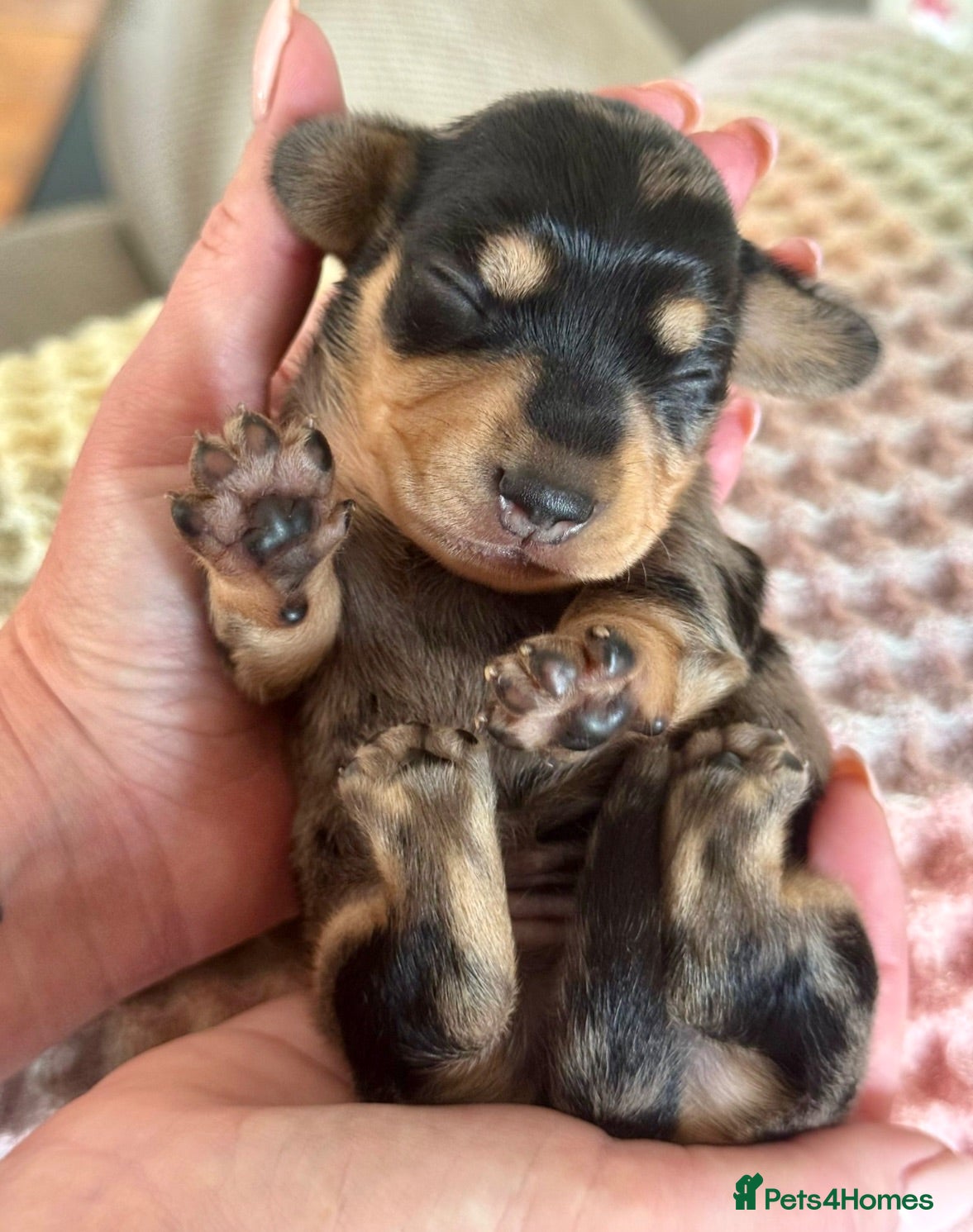 Dachshund dogs BEAUTIFUL MINI DACHSHUNDS PRA CLEAR & KC REG - Advert 1