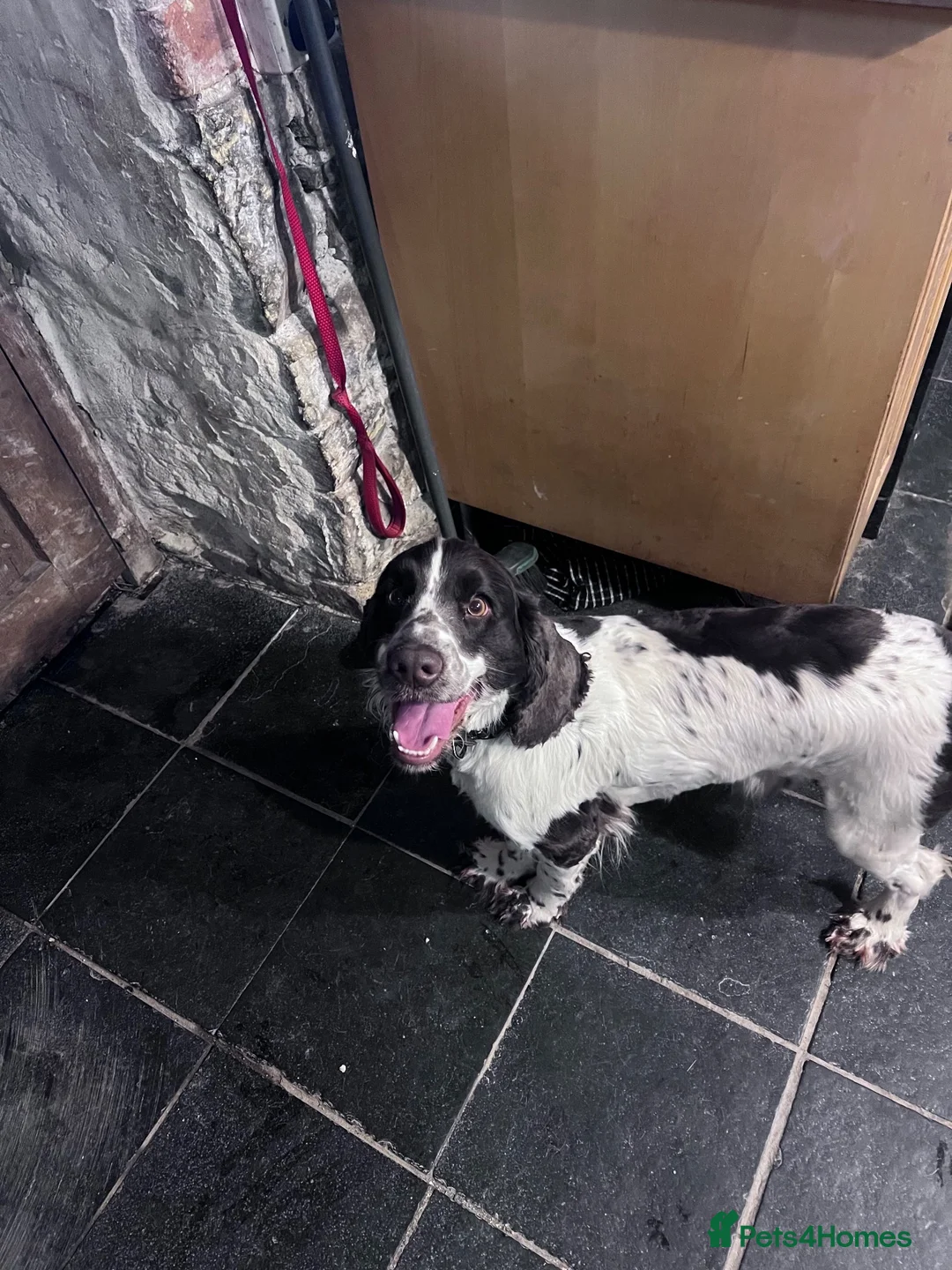 Cocker Spaniel dogs for sale: Sadly rehoming my boy - Advert 2