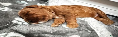 Double doodle boy